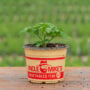 Tomato – Big Beef – 6.5″ Pot
